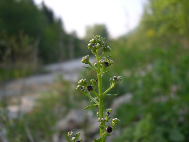 Scrophularia canina